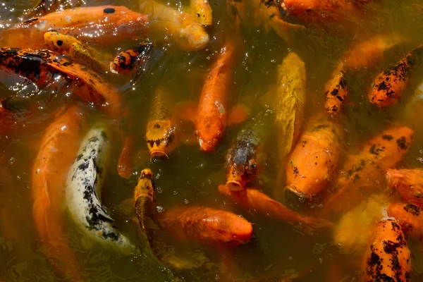 Koi fisk i en zen damm för lugna utomhusmiljö — Stockfoto