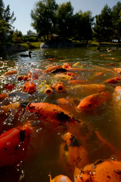 Koi fisk i en zen damm för rofylld natur inställning — Stockfoto