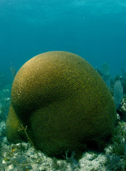 Coral cerebral bajo el agua — Foto de Stock