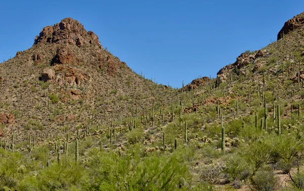 Saguaro国家公园 图库图片