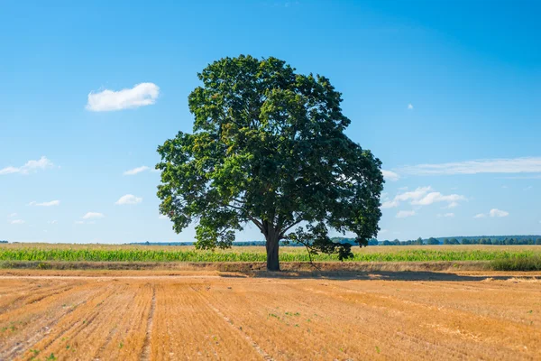 Harvested field and one big tree — Stock Photo, Image