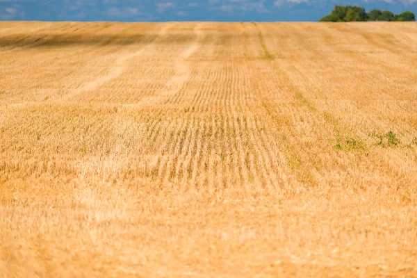 Zdjęcie z żółtym polu po zbiorze, szczelnie-do góry — Zdjęcie stockowe