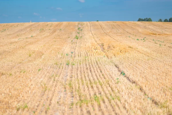 Campo segado de cerca, tallos secos cortados —  Fotos de Stock