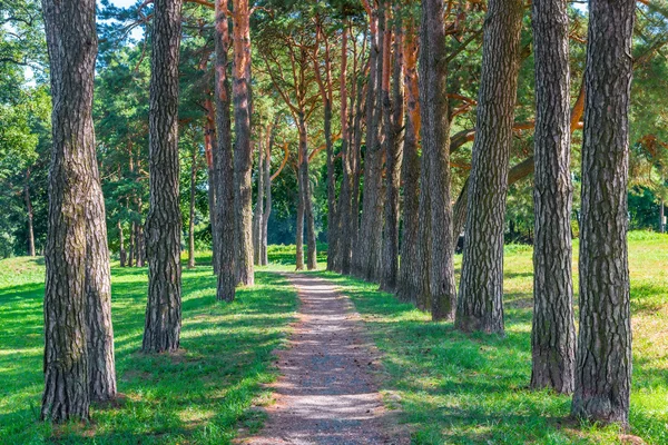 Alley between the old trees in the park in the morning — Stock Photo, Image