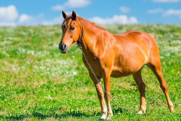 Brown horse in a pasture on a sunny day — Stock Photo, Image