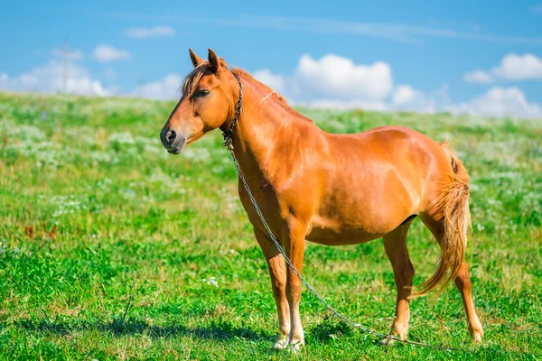 Hermoso caballo marrón en una cadena en el campo — Foto de Stock