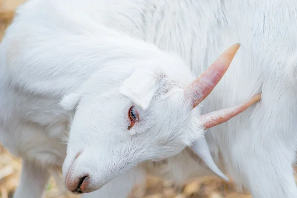 Portrait of a beautiful white goat closeup — Stock Photo, Image