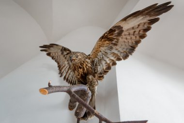 stuffed hawk beautiful bird on a branch indoors clipart