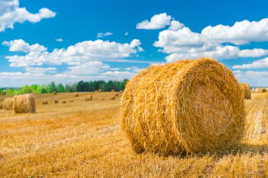 kuru ot bir geri, hayvan yemi için yerleştirilmiştir