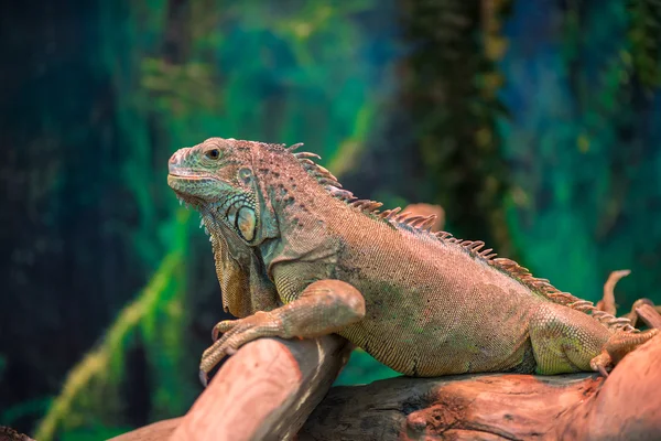 Iguana lagarto exótica en un primer plano rama — Foto de Stock