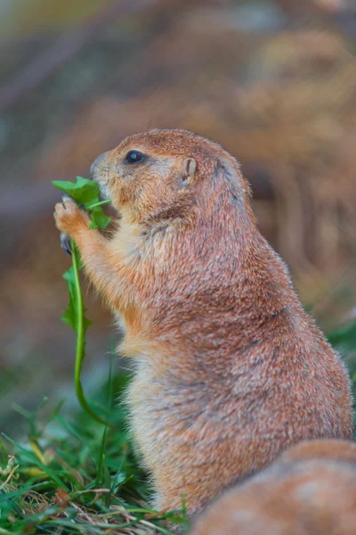 Harige marmot eten van gras, close-up foto — Stockfoto