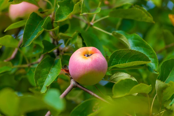 Mature rose apple on a branch in a garden close up — Stock Photo, Image
