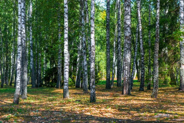 Ryska björkskogen i början av hösten i gryningen — Stockfoto