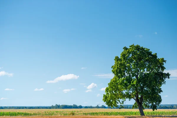 Carvalho verde em um campo em um dia de sol — Fotografia de Stock