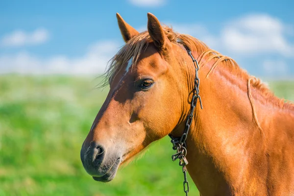 Head of a beautiful brown horse in a field close-up — Stock Photo, Image