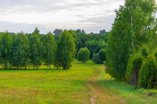 Forest park zóna na letní den a ponurá obloha — Stock fotografie