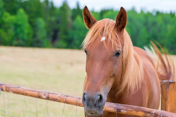 Portrait of a beautiful brown horse behind a fence on a meadow — Stock Photo, Image