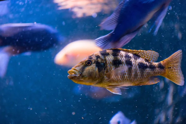 Una multitud de hermosos peces en el acuario —  Fotos de Stock