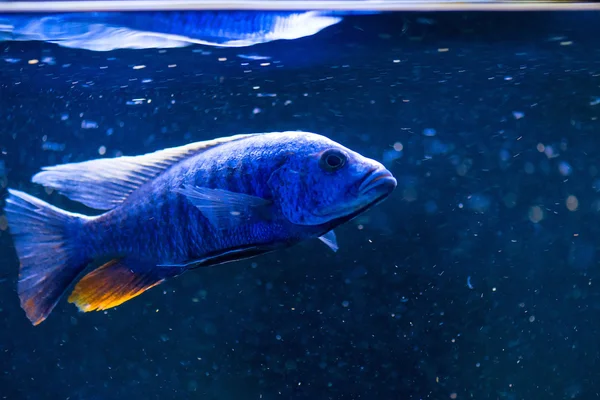 Pez azul familia cíclidos peces primer plano —  Fotos de Stock