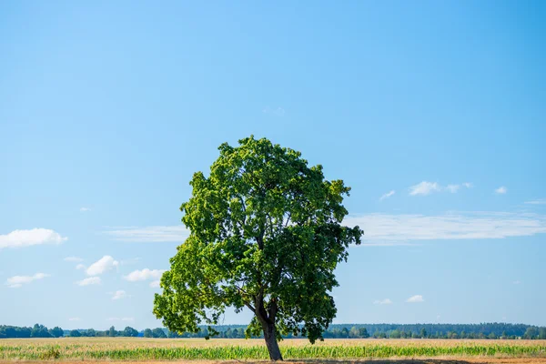 In het midden van de boom in het veld — Stockfoto