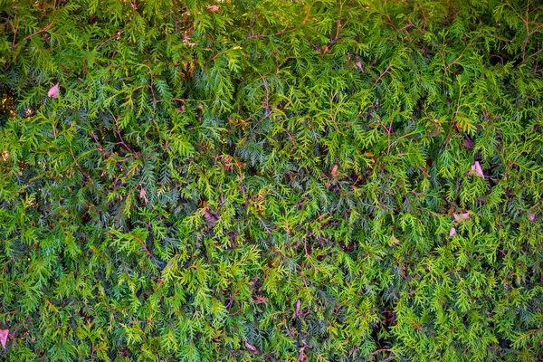 Yeşil yeşillik köknar yakın çekim-arka plan — Stok fotoğraf