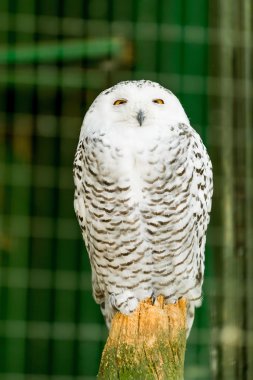 bir dal üzerinde oturan güzel bir kar baykuşu portresi
