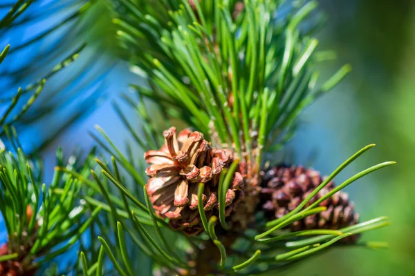 Photo Pine ramo com cone close-up — Fotografia de Stock