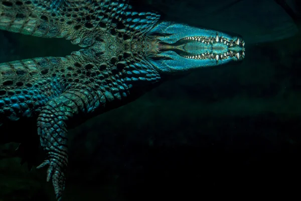 Foto hermosa cocodrilo bajo el agua —  Fotos de Stock