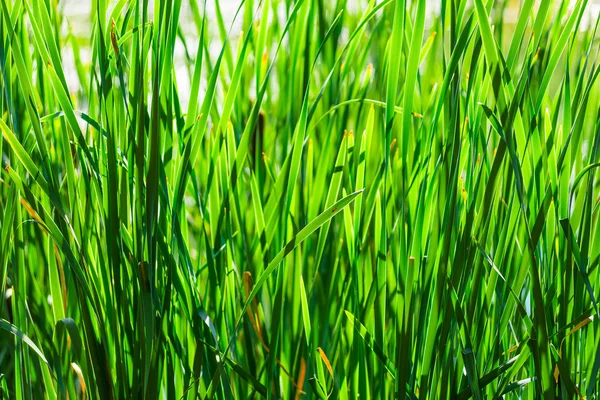 Hierba verde exuberante en un primer plano de campo —  Fotos de Stock