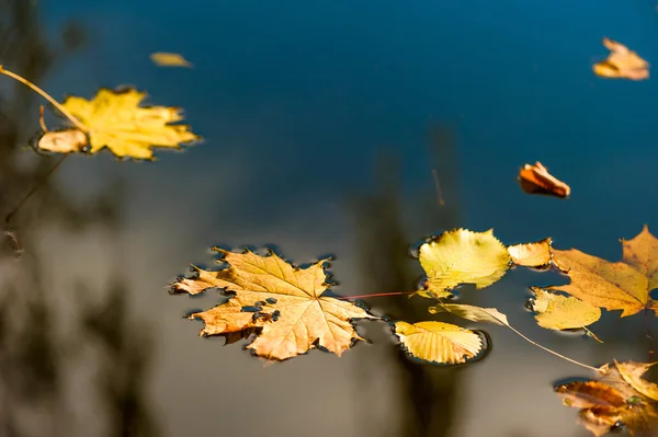 Water surface and yellow fallen leaves close-up — Stock Photo, Image