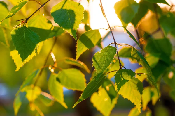 Verse berk verlaat in zonne-balken close-up — Stockfoto