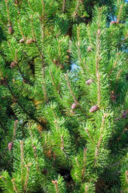 yoğun genç çam kozalakları dikey atış kapatın