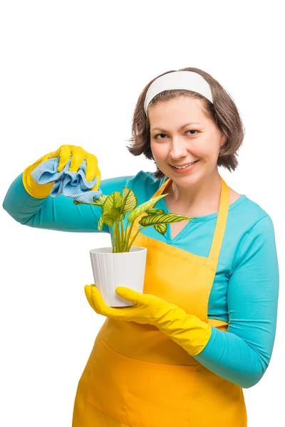 Femme au foyer nettoie la poussière des feuilles de la plante wi — Photo