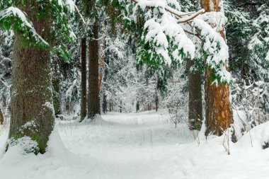 Karlı bir ormanda pitoresk bir sokak, kış ormanlarında geniş bir yol..