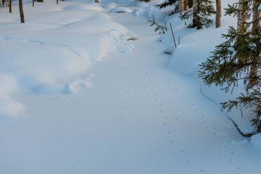 Karlı kış ormanı ve nehir. Ormanda kış günü manzaralı bir yer.