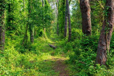 Sarmaşıkla kaplı karışık bir ormanda ağaç gövdeleri.