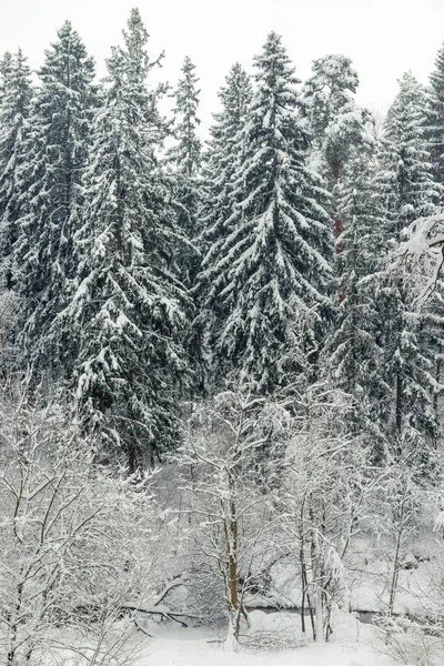 Пейзаж Красивый Зимний Смешанный Лес Покрытый Белым Снегом — стоковое фото