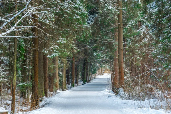 雪の森の中の絵のような路地 冬の森の中の広い道 — ストック写真