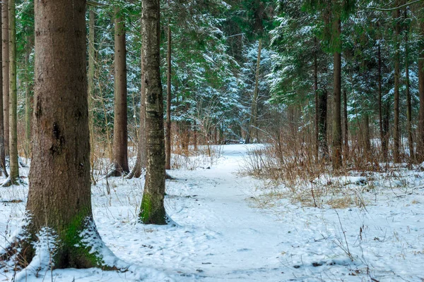 雪地森林里的一条风景如画的小巷 冬天森林里的一条宽阔的路 — 图库照片