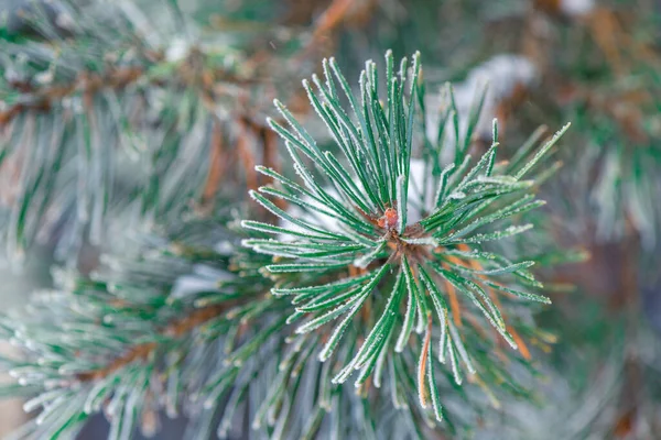 Větev Jehličnatého Stromu Posypaná Sněhem Lese Zblízka Zimě — Stock fotografie