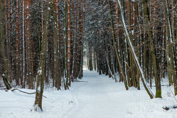 雪の森の中の絵のような路地 冬の森の中の広い道 — ストック写真