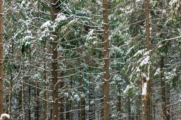 冬季雪地森林中冷杉树的树干 — 图库照片