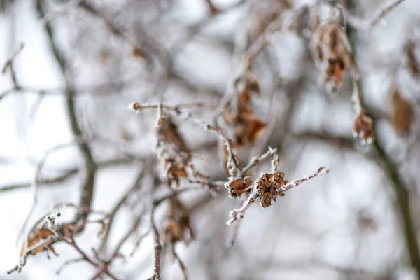冬日里 在公园的一根枝头上 在雪的映衬下 枯干了冻死了的叶子 — 图库照片