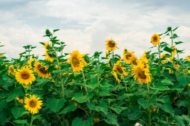 Ayçiçeği başı mavi gökyüzünün arka planında yakın plan.