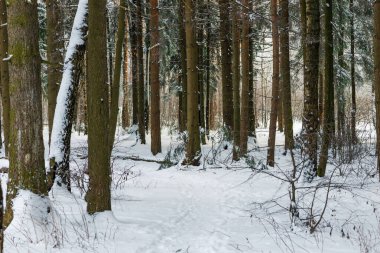 Kışın karlı ormanda köknar ağaçları. 