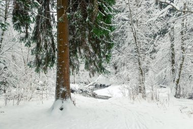 Karlı kış ormanı ve akan nehir. Ormanda kış günü manzaralı bir yer.