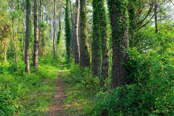 Tree Trunks Mixed Forest Covered Ivy — Stock Photo, Image