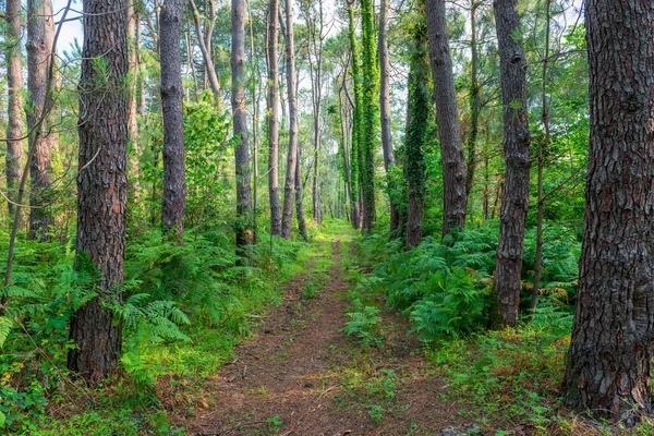 Pnie Drzew Lesie Mieszanym Pokrytym Bluszczem — Zdjęcie stockowe