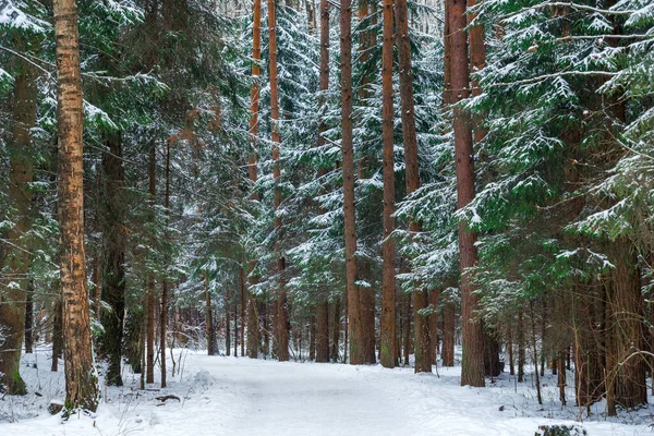 雪地森林里的一条风景如画的小巷 冬天森林里的一条宽阔的路 — 图库照片
