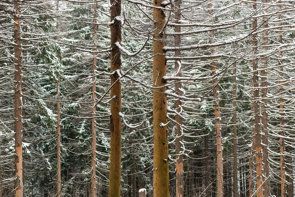 冬季雪地森林中冷杉树的树干 — 图库照片